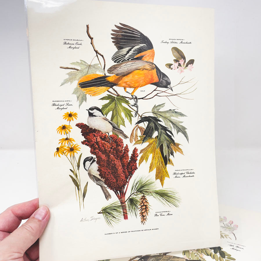 Vintage Arthur Singer Bird Prints - Book Pages