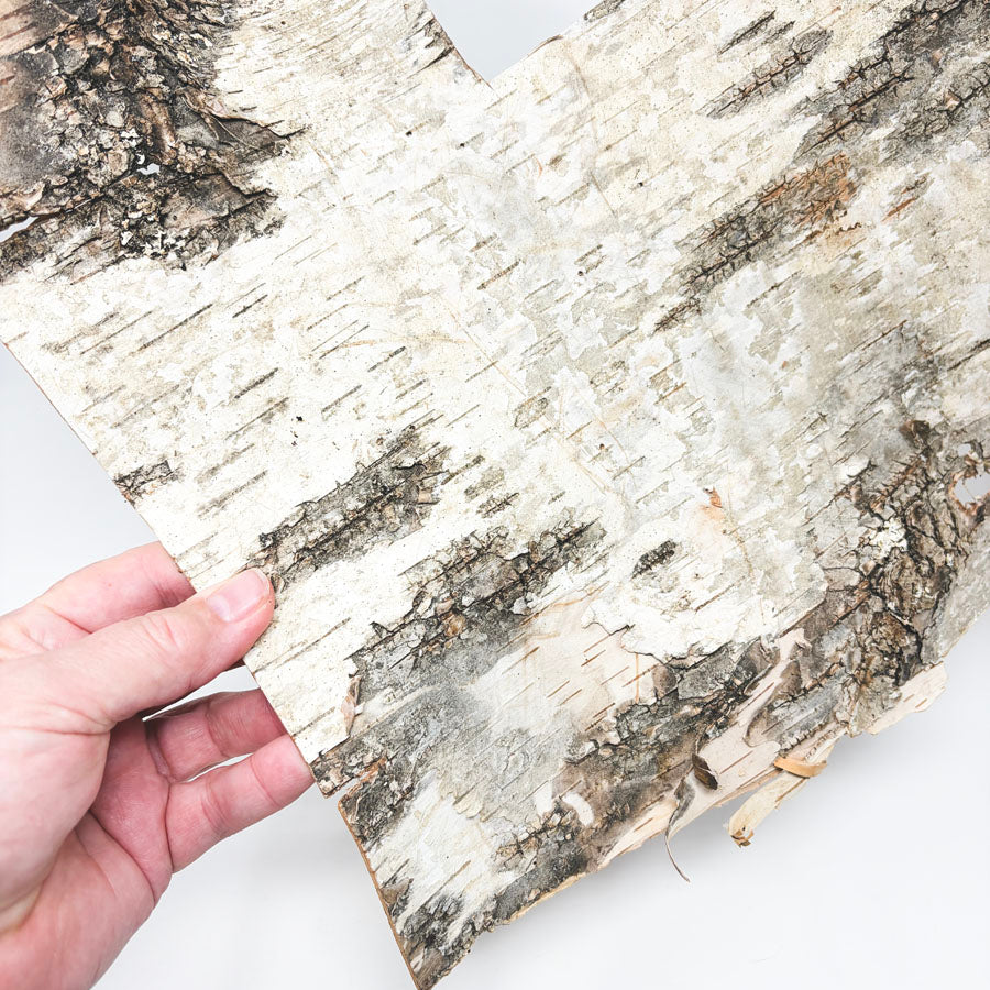 Birch Tree Bark Sheet