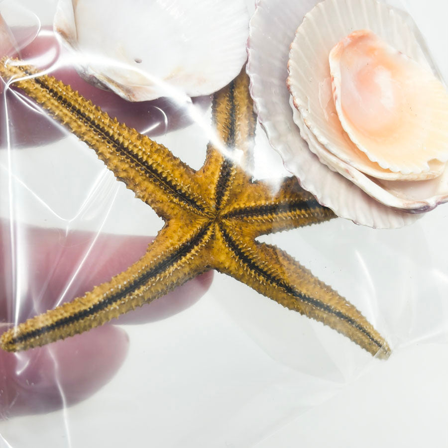 Sea Star and Shells Variety Bundle