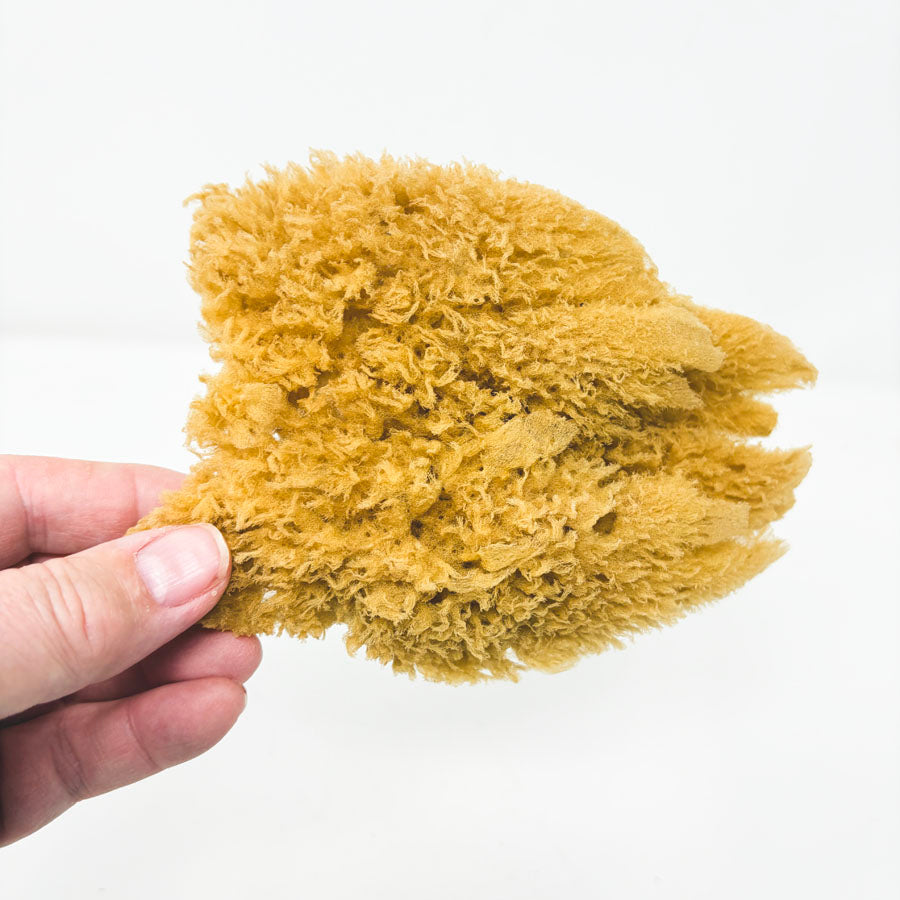 Natural Sea Sponge